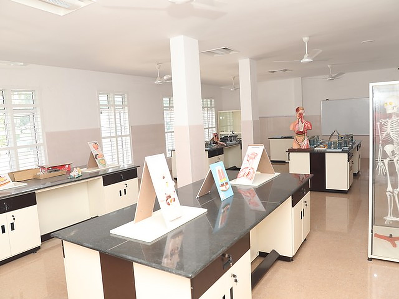 The biology laboratory, with anatomy models and a skeleton